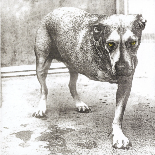 Alice In Chains - Alice In Chains (30th Anniversary Reissue) [Color Vinyl] [2LP]